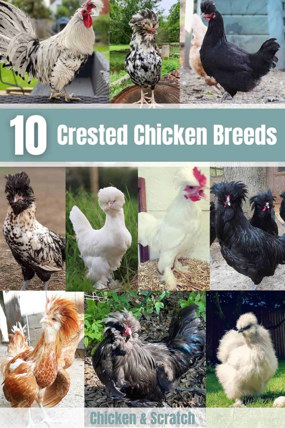 crested chickens