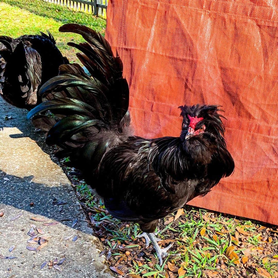 crevecoeur chicken for sale