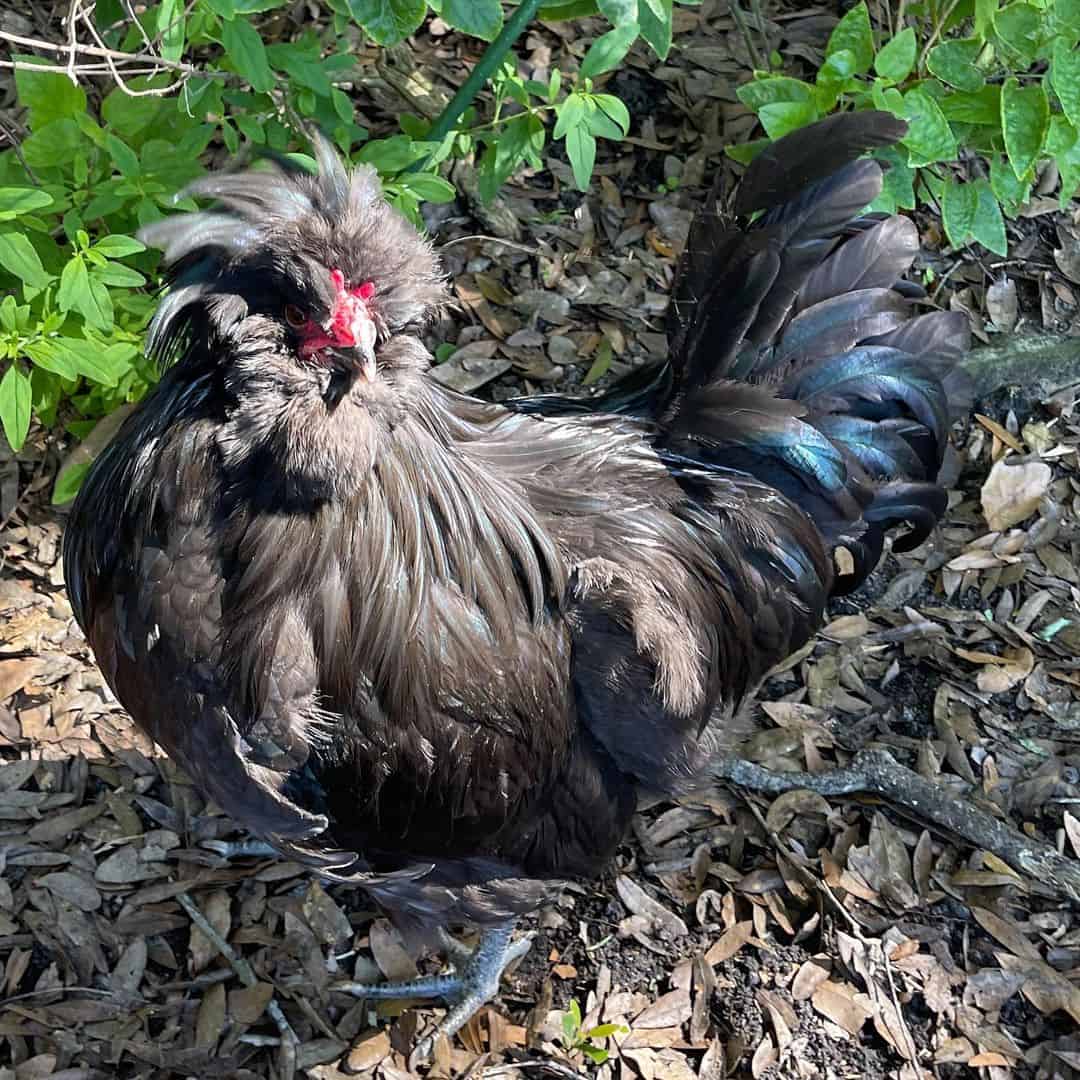 crèvecœur chicken