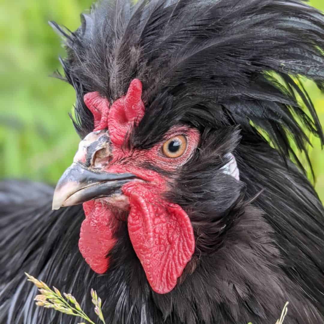 crevecoeur hen