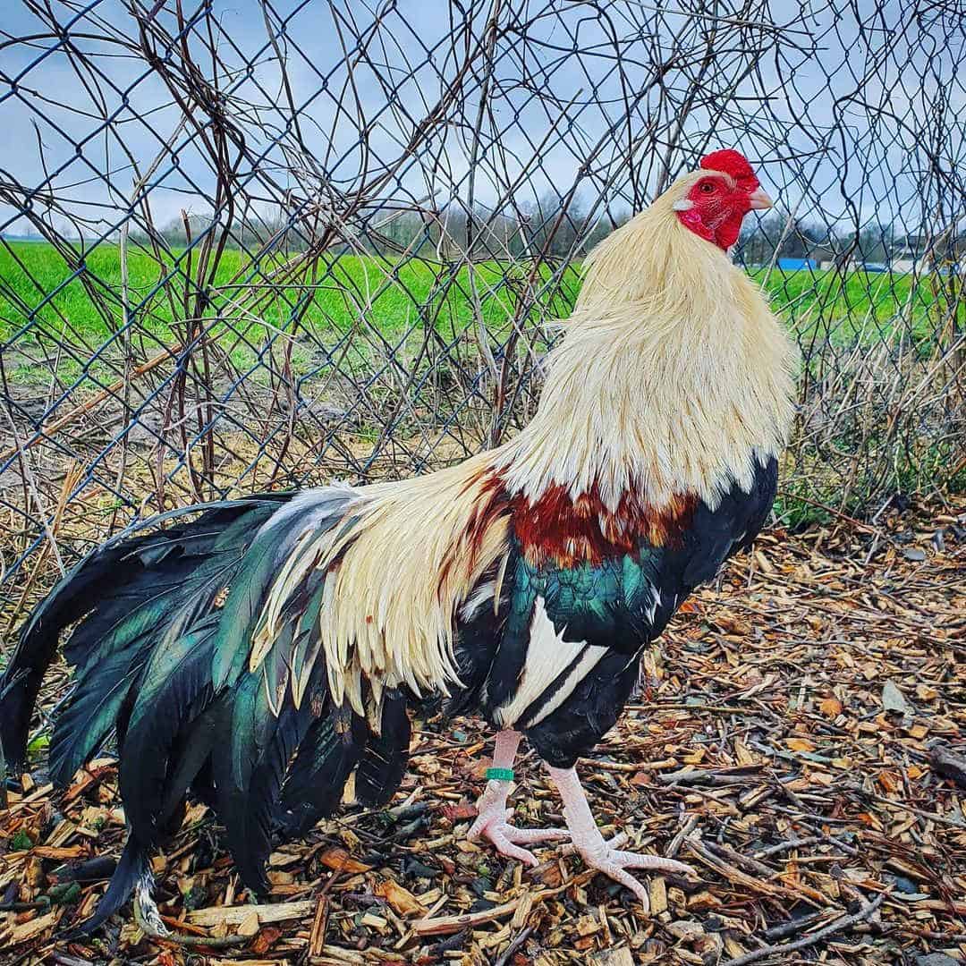 cubalaya chicken