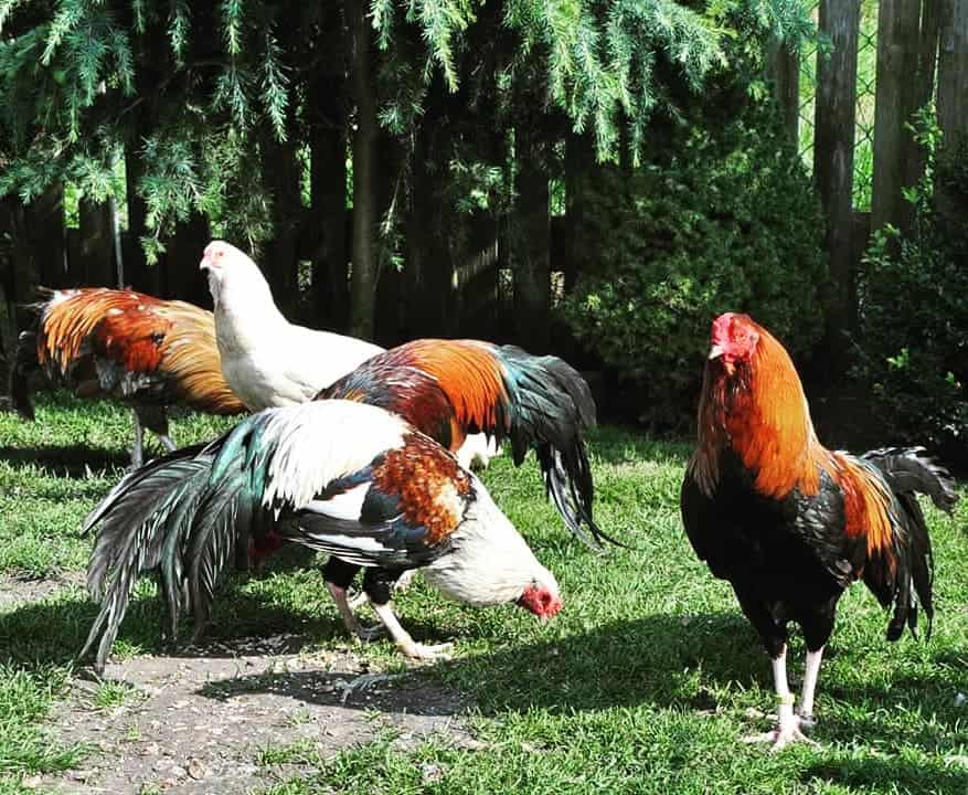cubalaya rooster