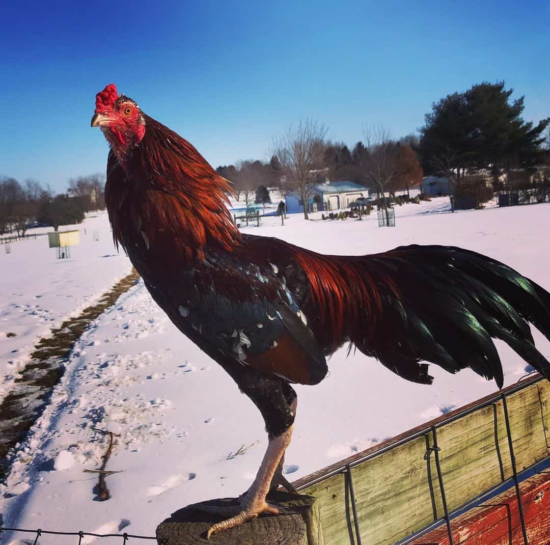 cuban game fowl