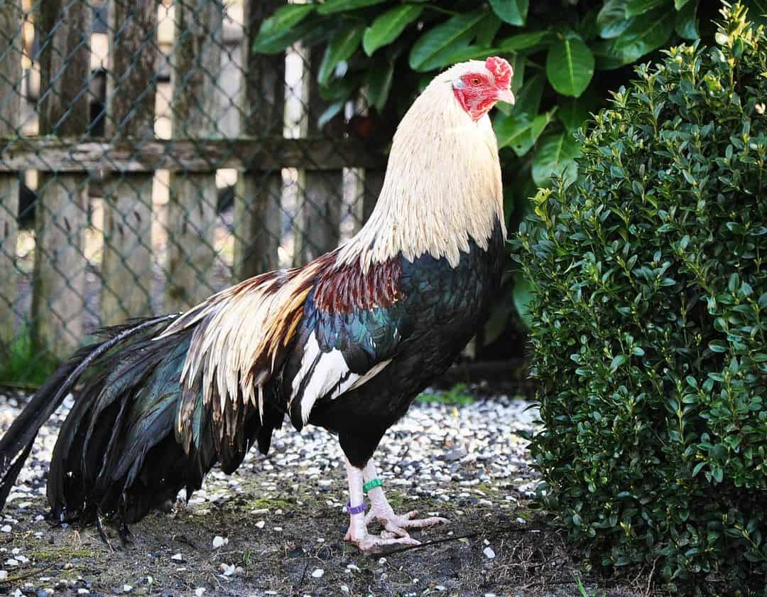 cuban gamefowl