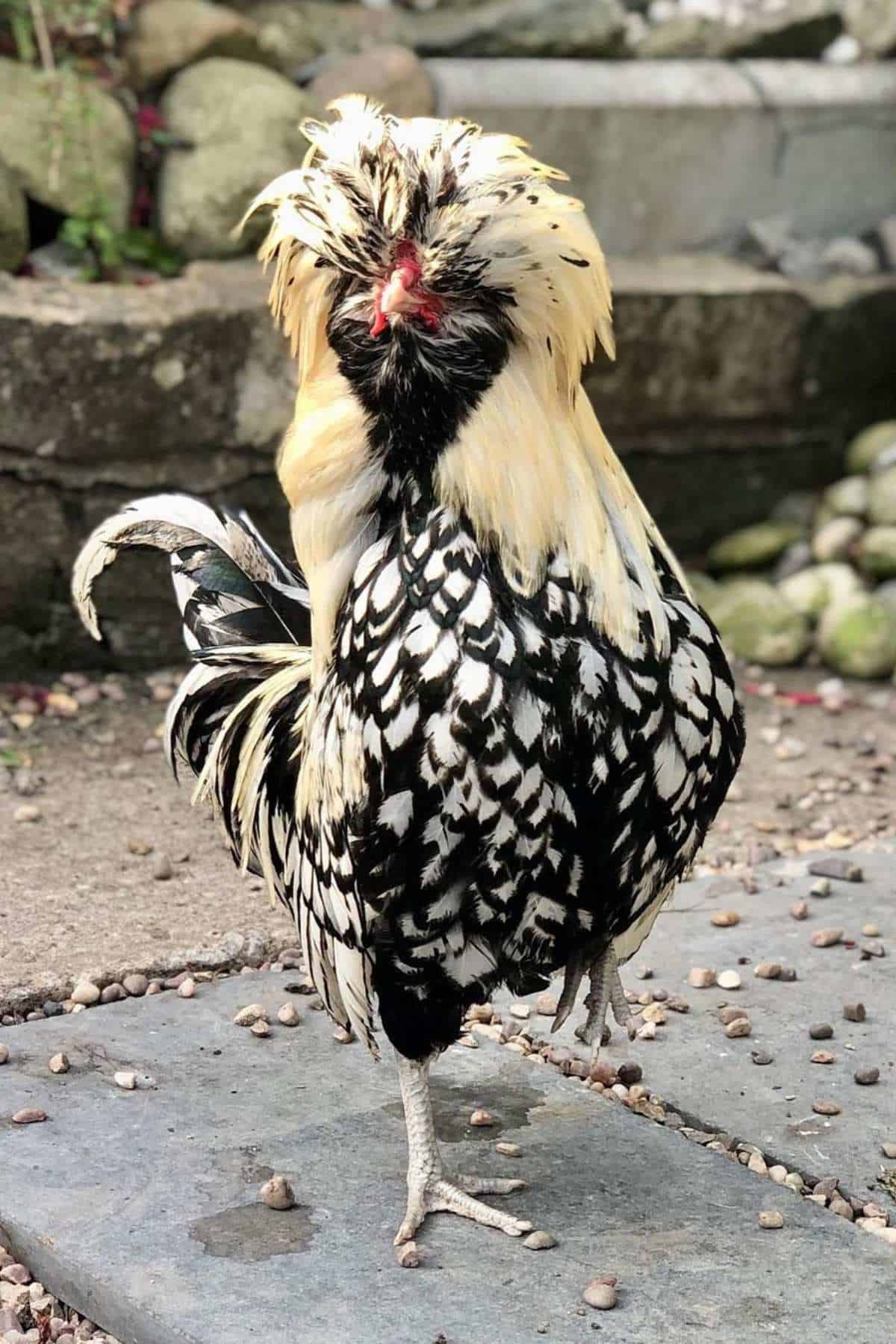 cute Polish Chicken