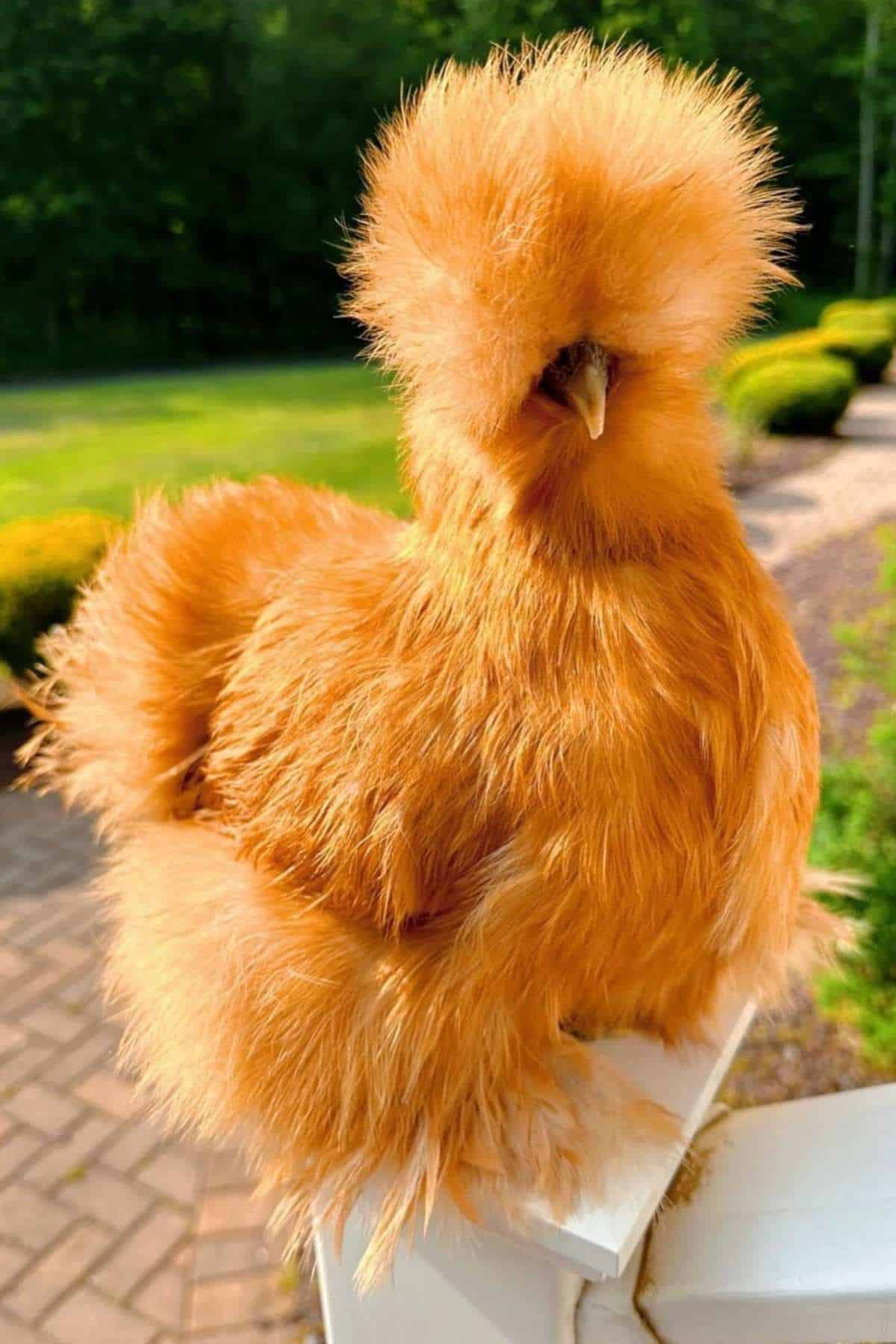 cute Silkie chicken