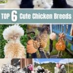 Top 6 Utterly Cute Chicken Breeds (with Pictures)