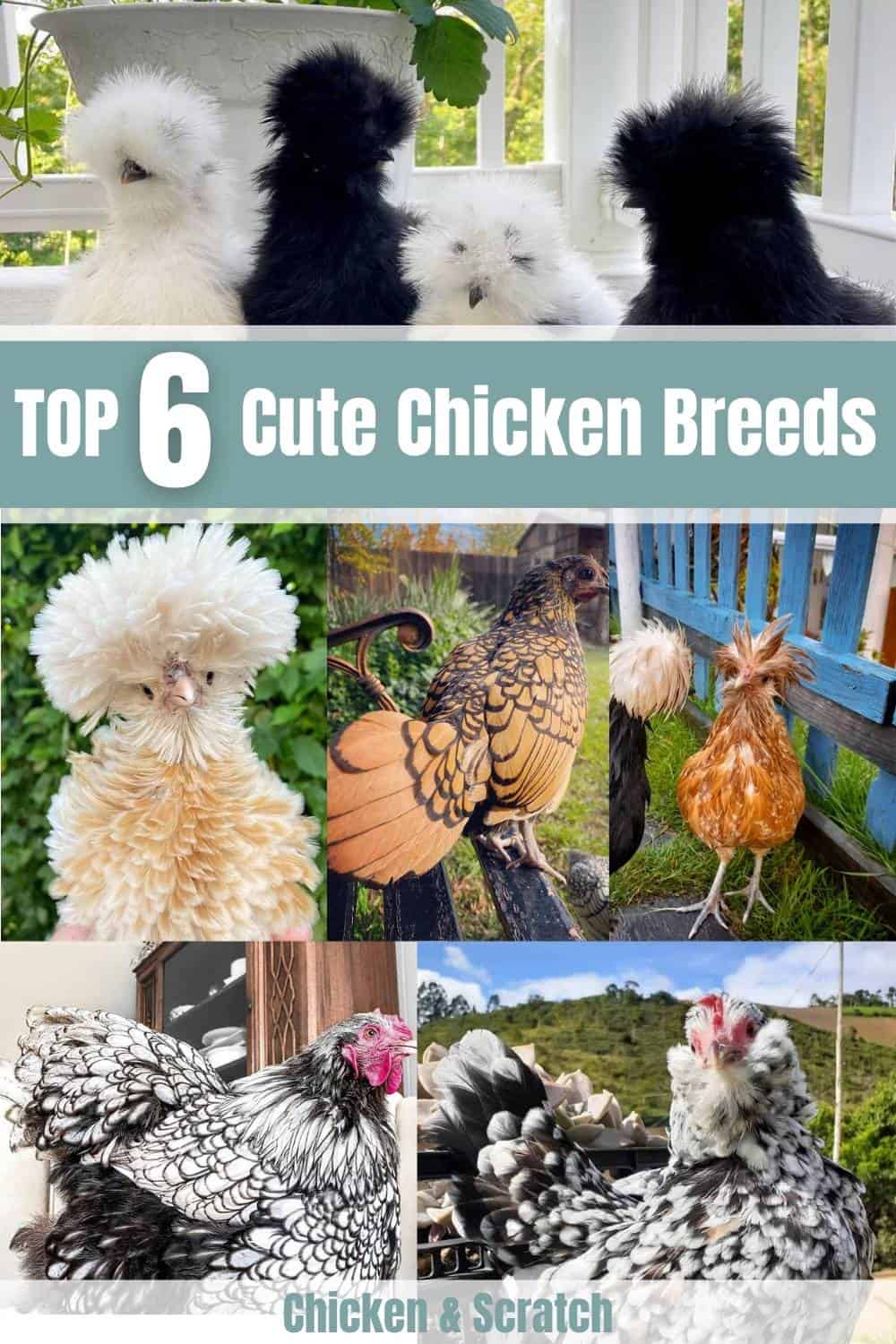 cute chickens