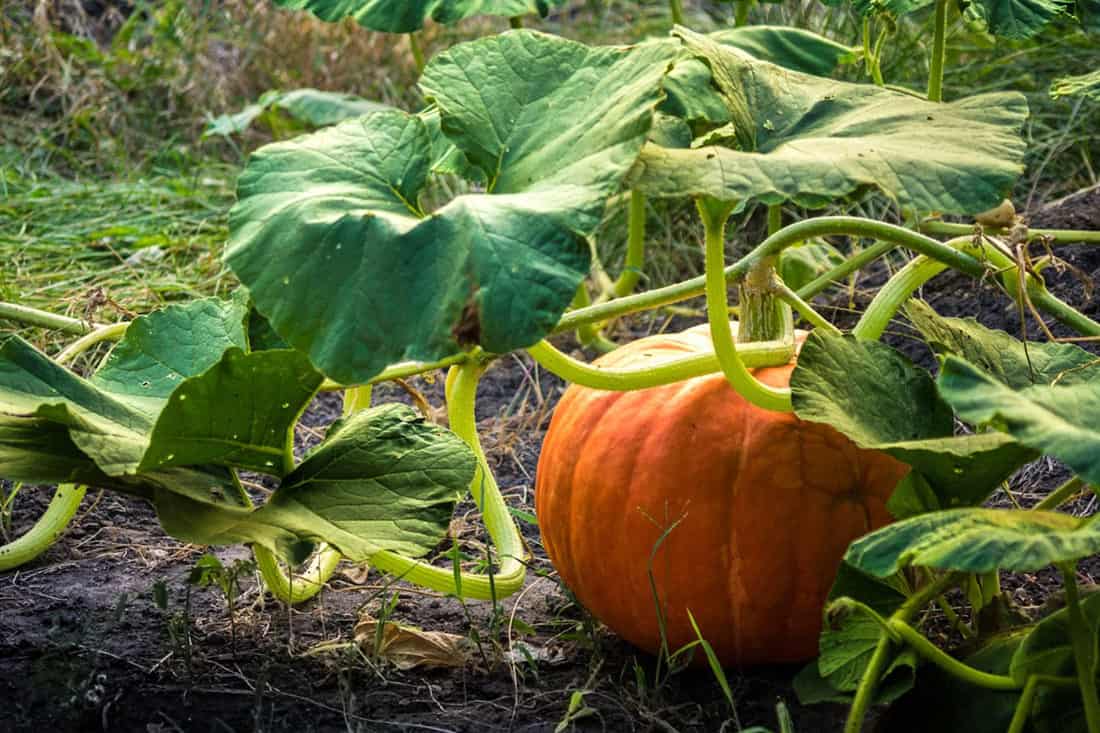 do chickens eat pumpkins