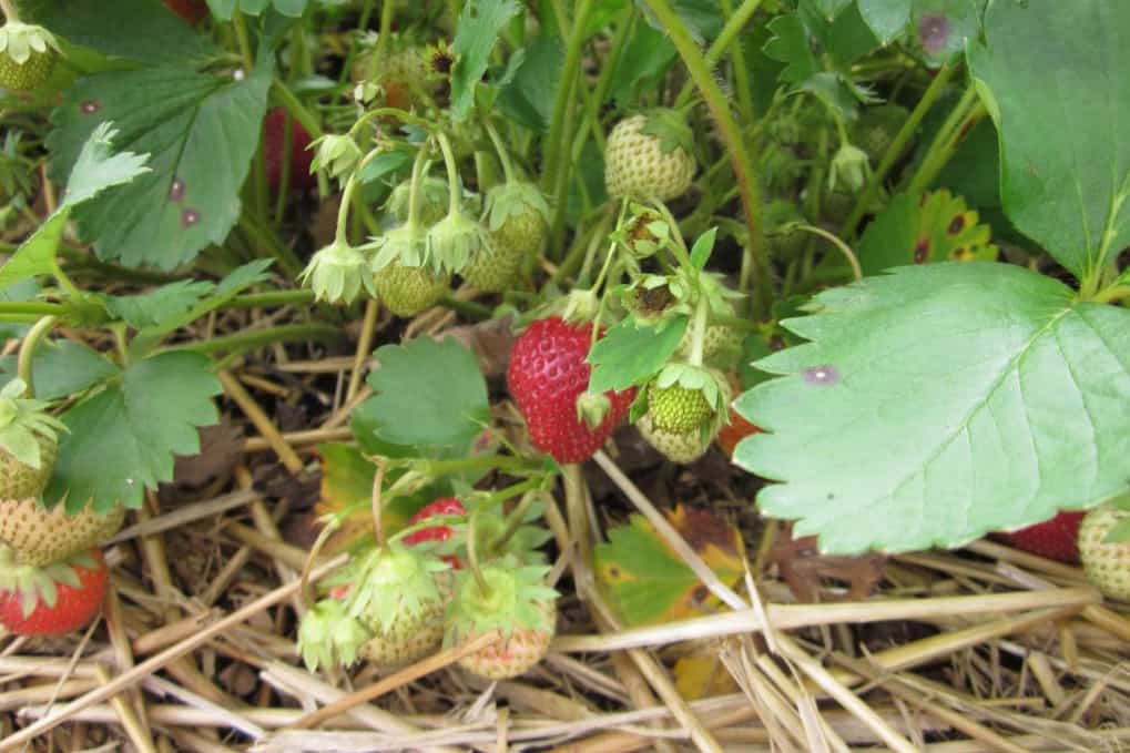 do chickens eat strawberries