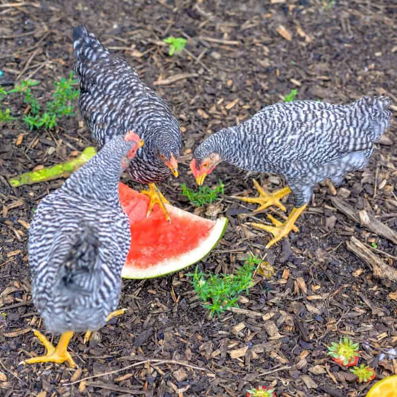 do chickens eat watermelon