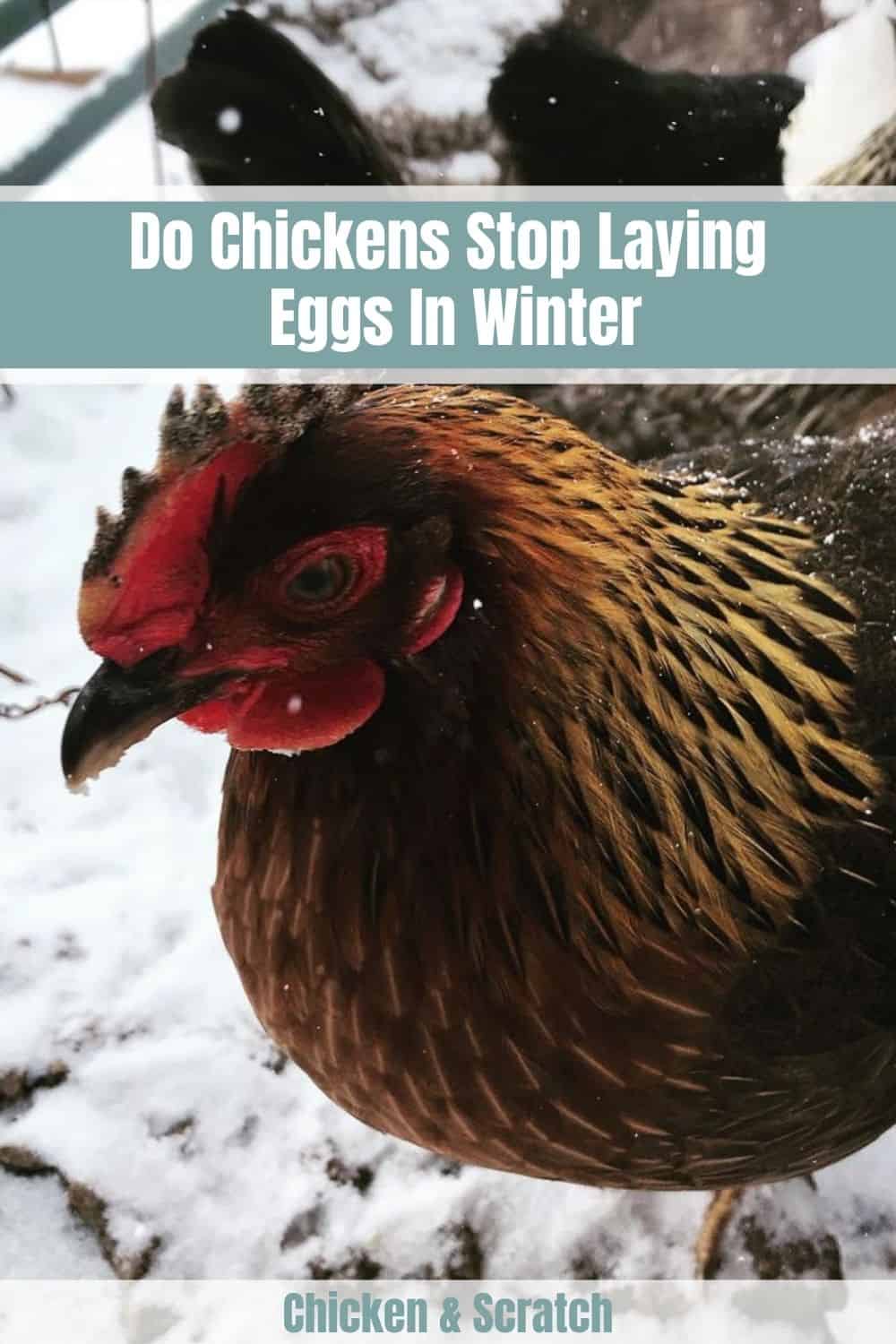 do chickens lay eggs in the winter