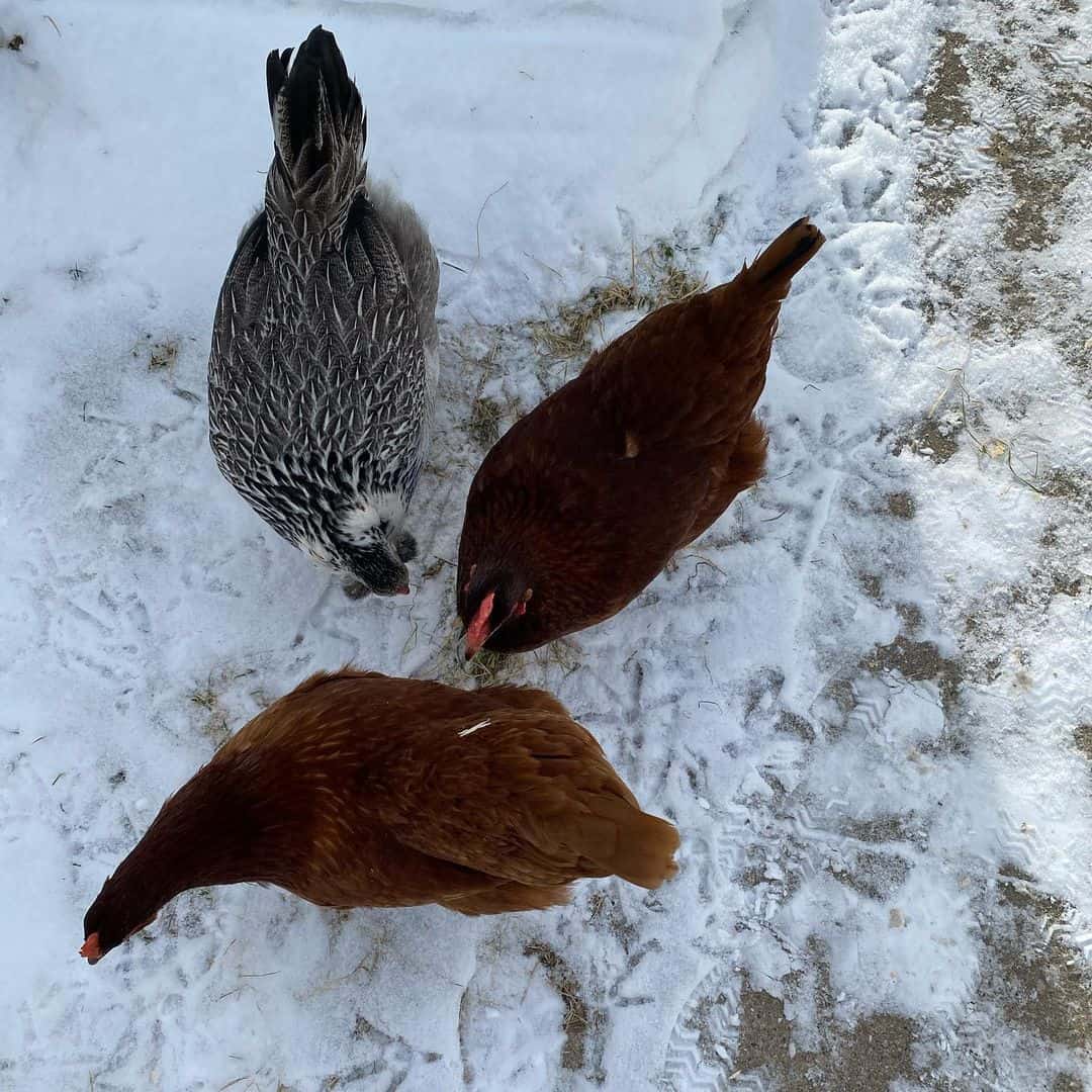 do chickens lay eggs in winter