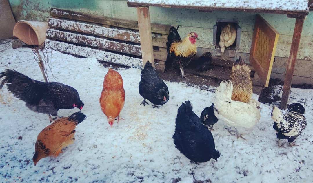 do chickens lay in the winter