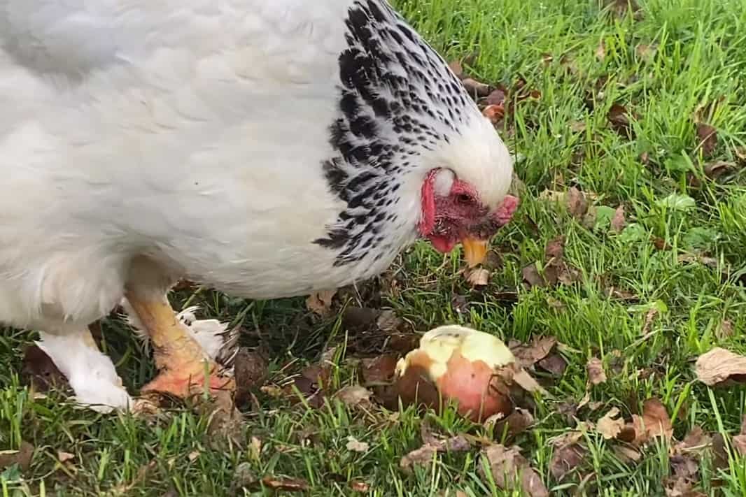 do chickens like apples