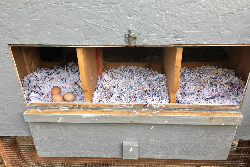 do chickens share nesting boxes