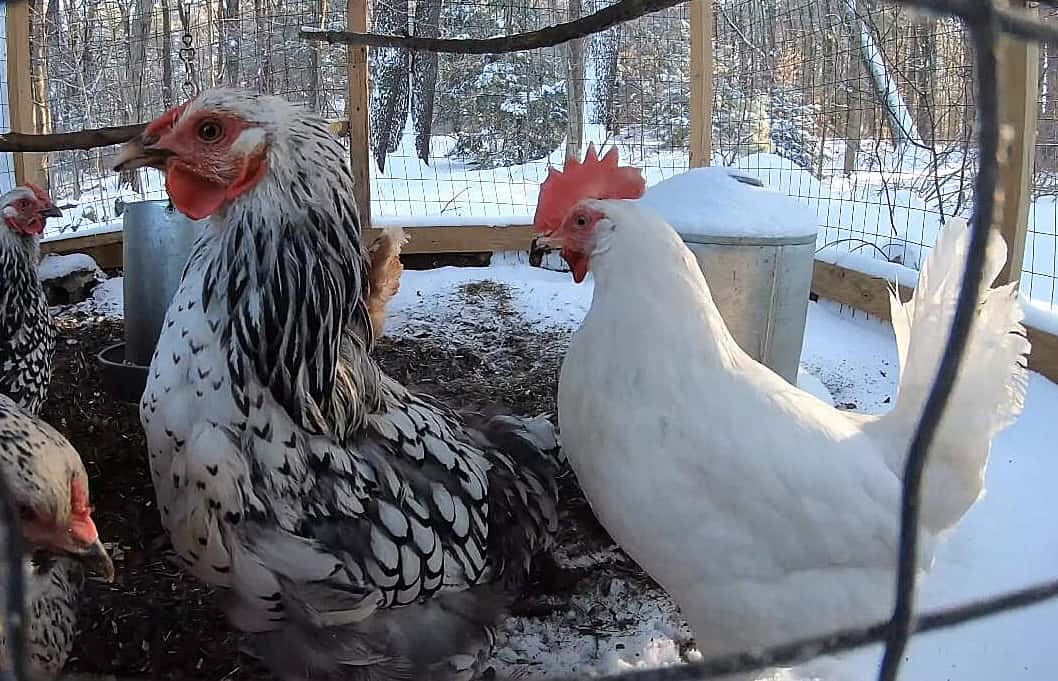 do chickens stop laying in winter