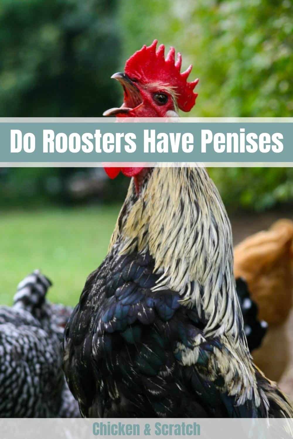 do roosters have penises
