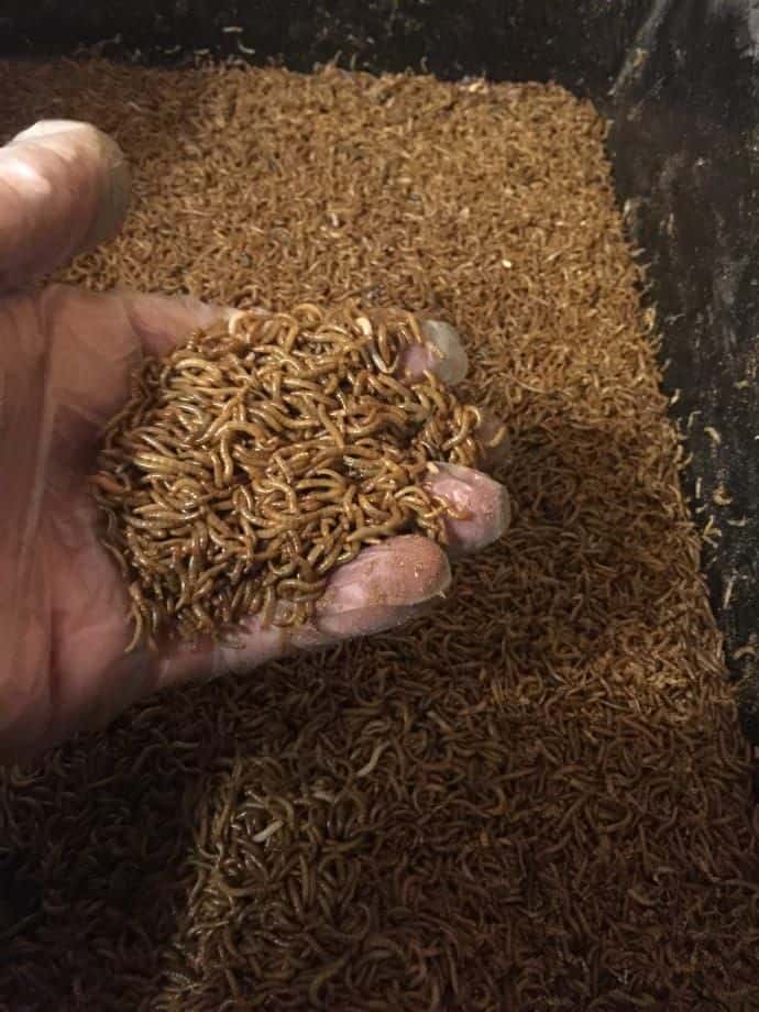 download mealworms for chickens