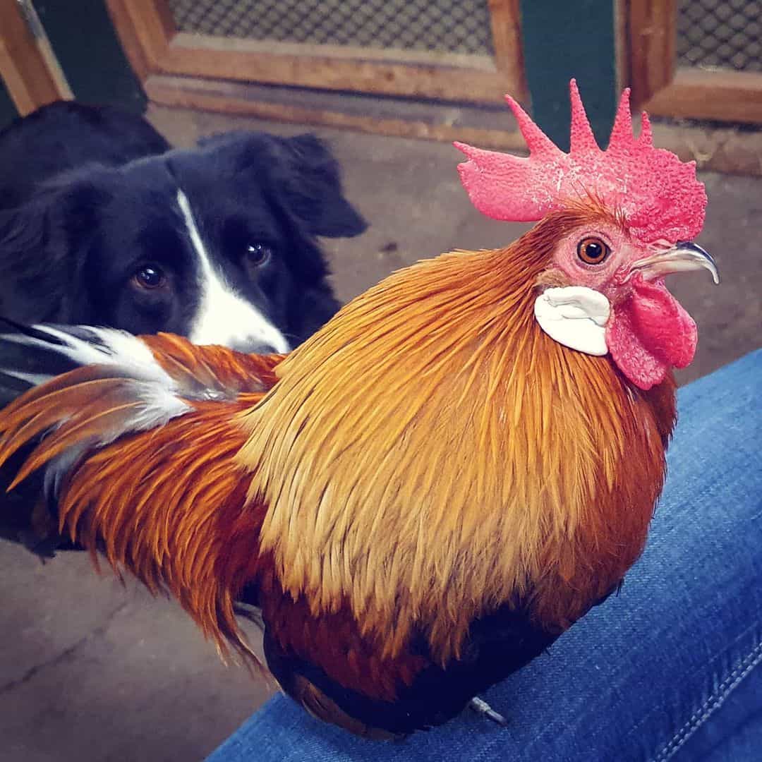 dutch bantam breeders