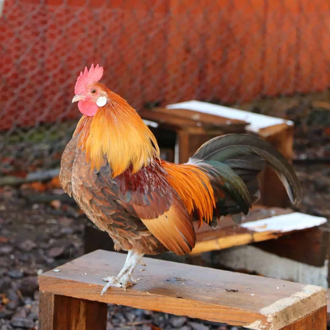 dutch bantam chicken