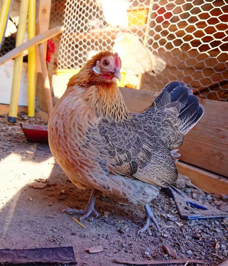Dutch Bantam Chicken Eggs, Temperament, Size & Raising Tips