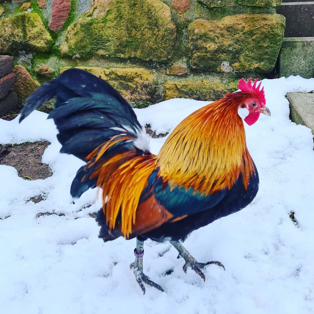 dutch bantam hen