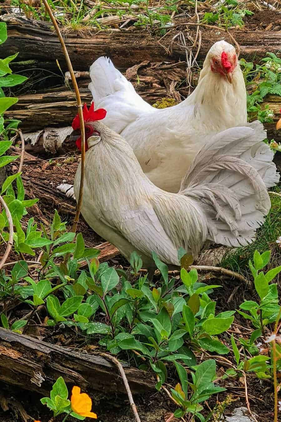 dutch bantam rooster