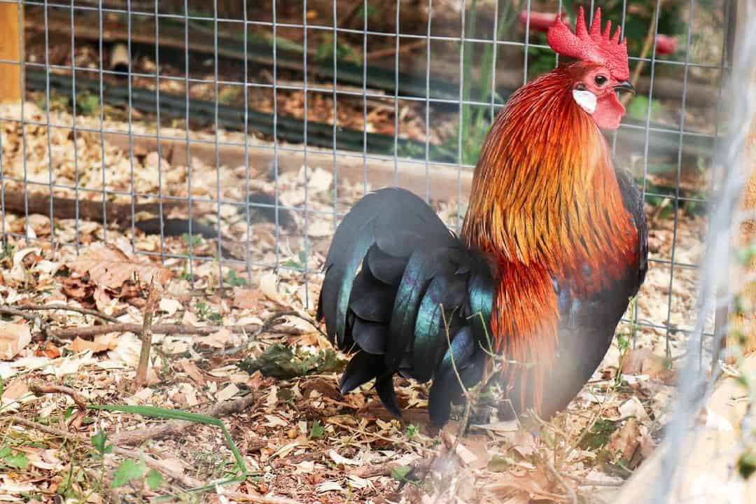 dutch bantam