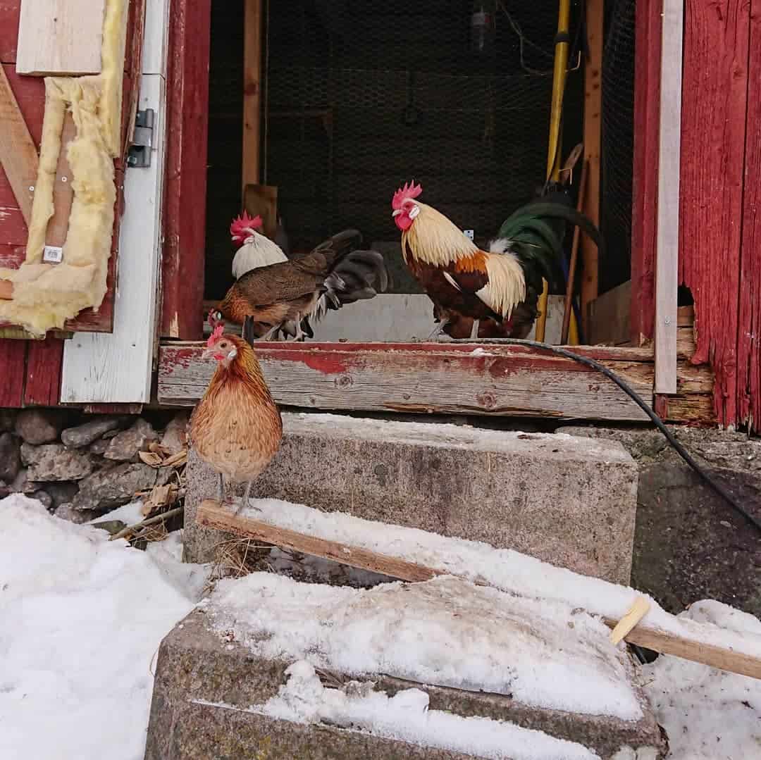dutch chickens