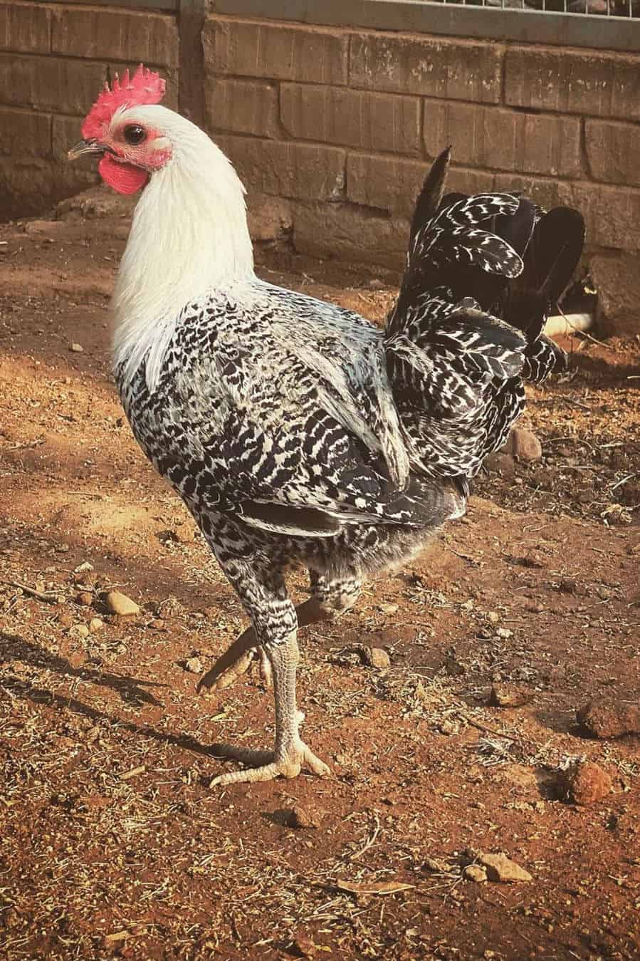 egyptian fayoumi chickens