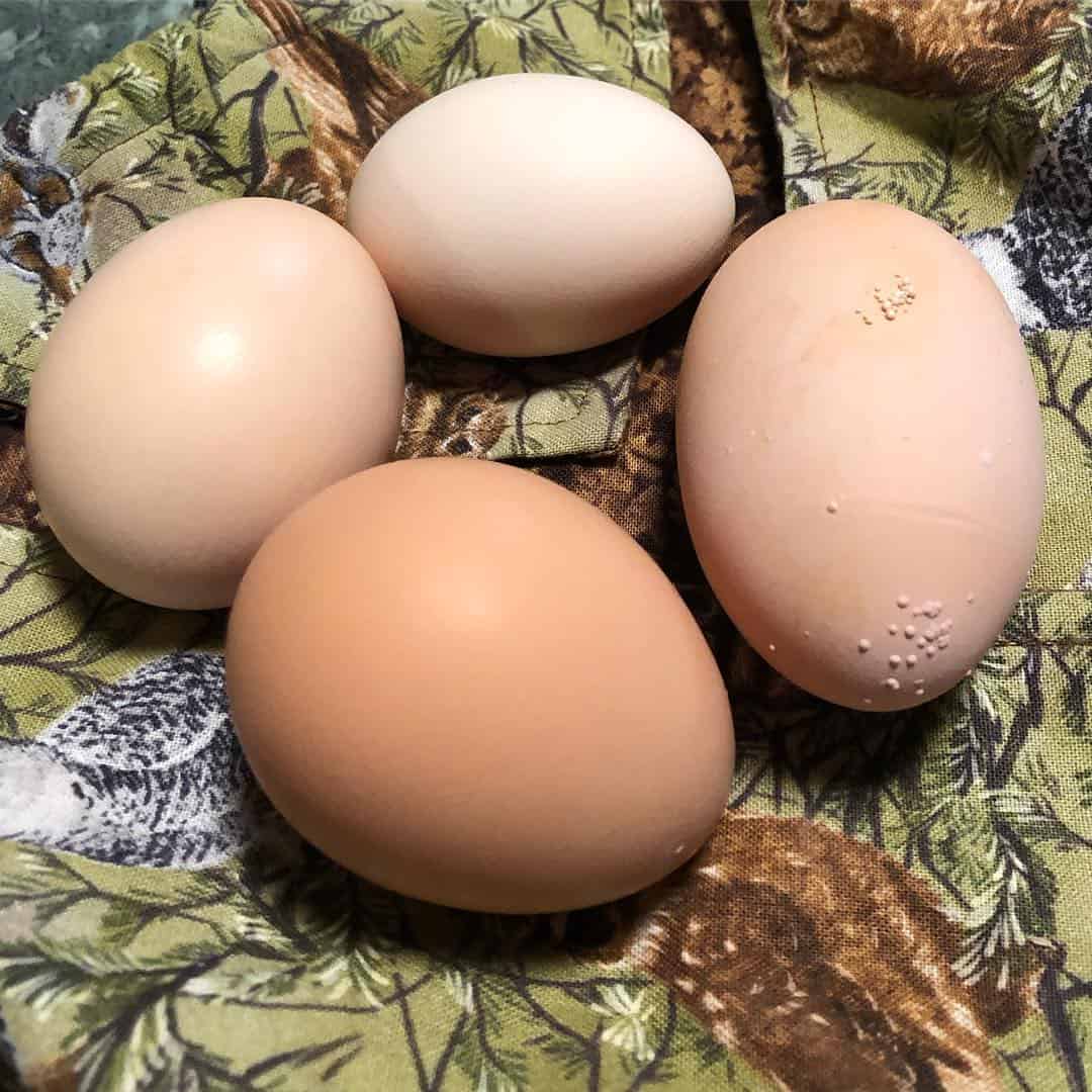 egyptian fayoumi egg color