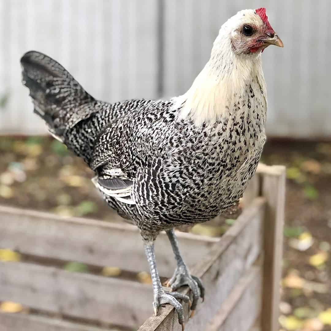 Egyptian Fayoumi Eggs Temperament Size And Raising Tips 