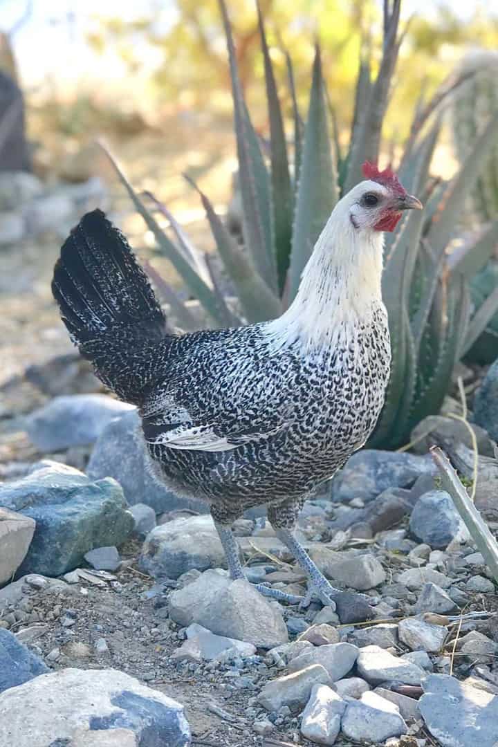 egyptian fayoumis chickens