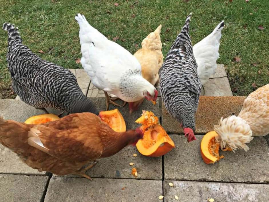 feed the pumpkin