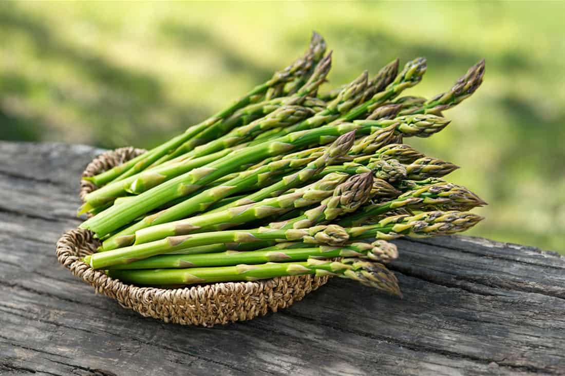 feeding asparagus