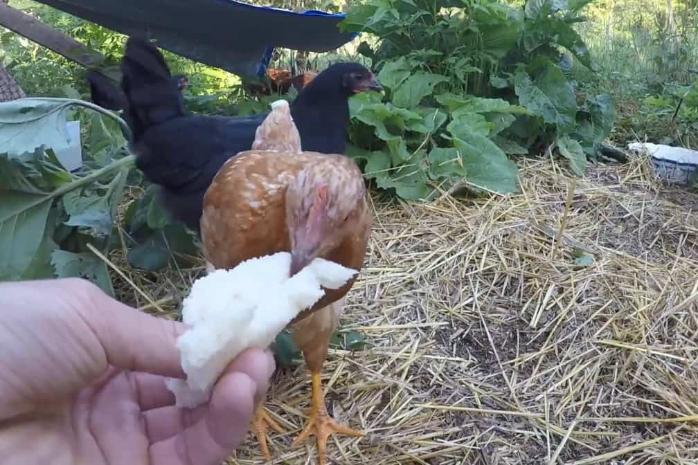 feeding bread to chickens