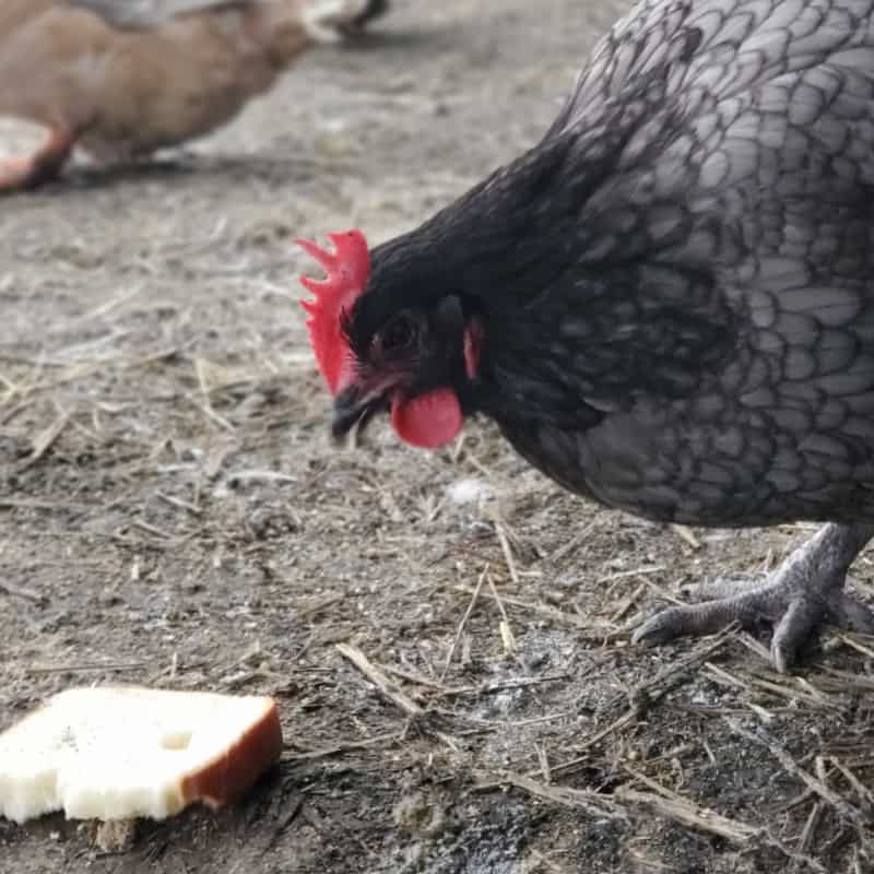 feeding chickens bread