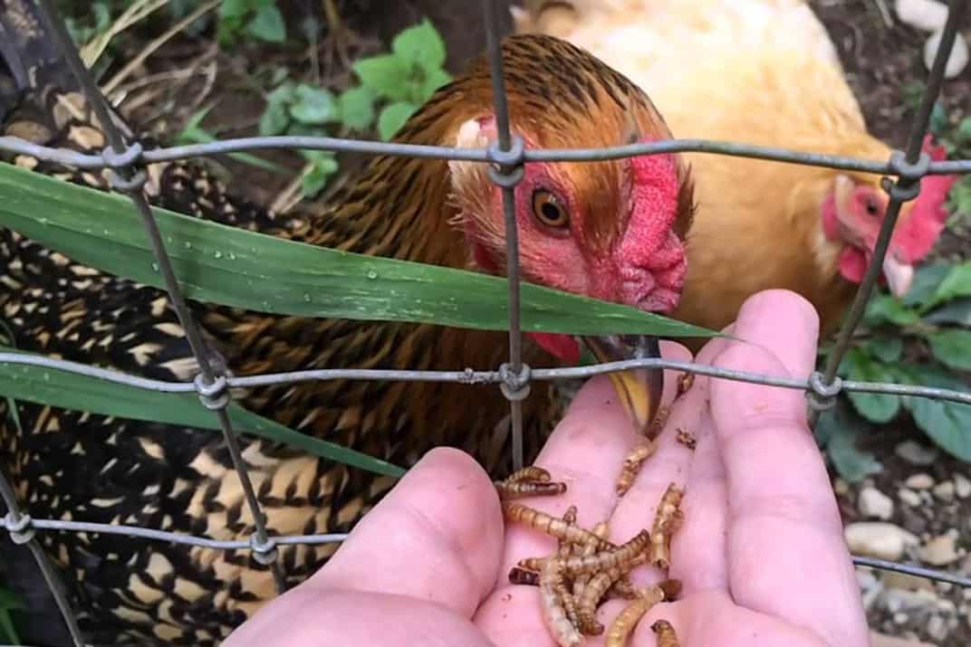 feeding chickens mealworms