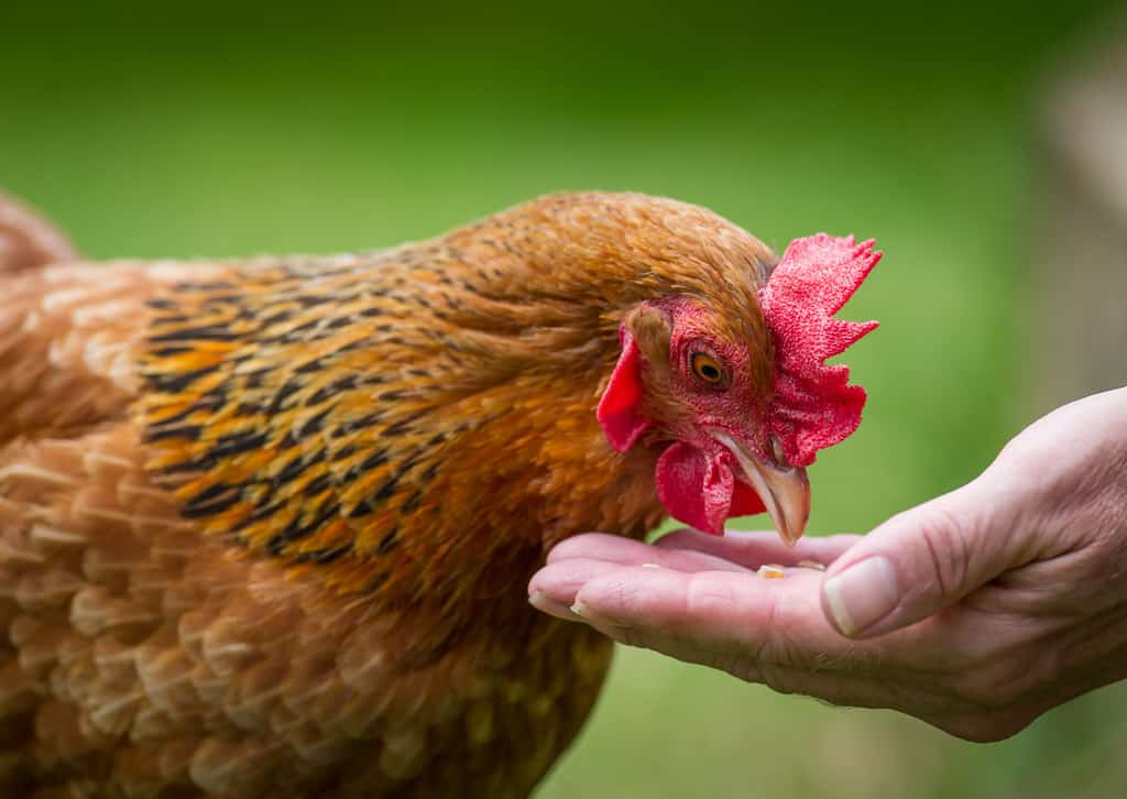 feeding chickens raisins