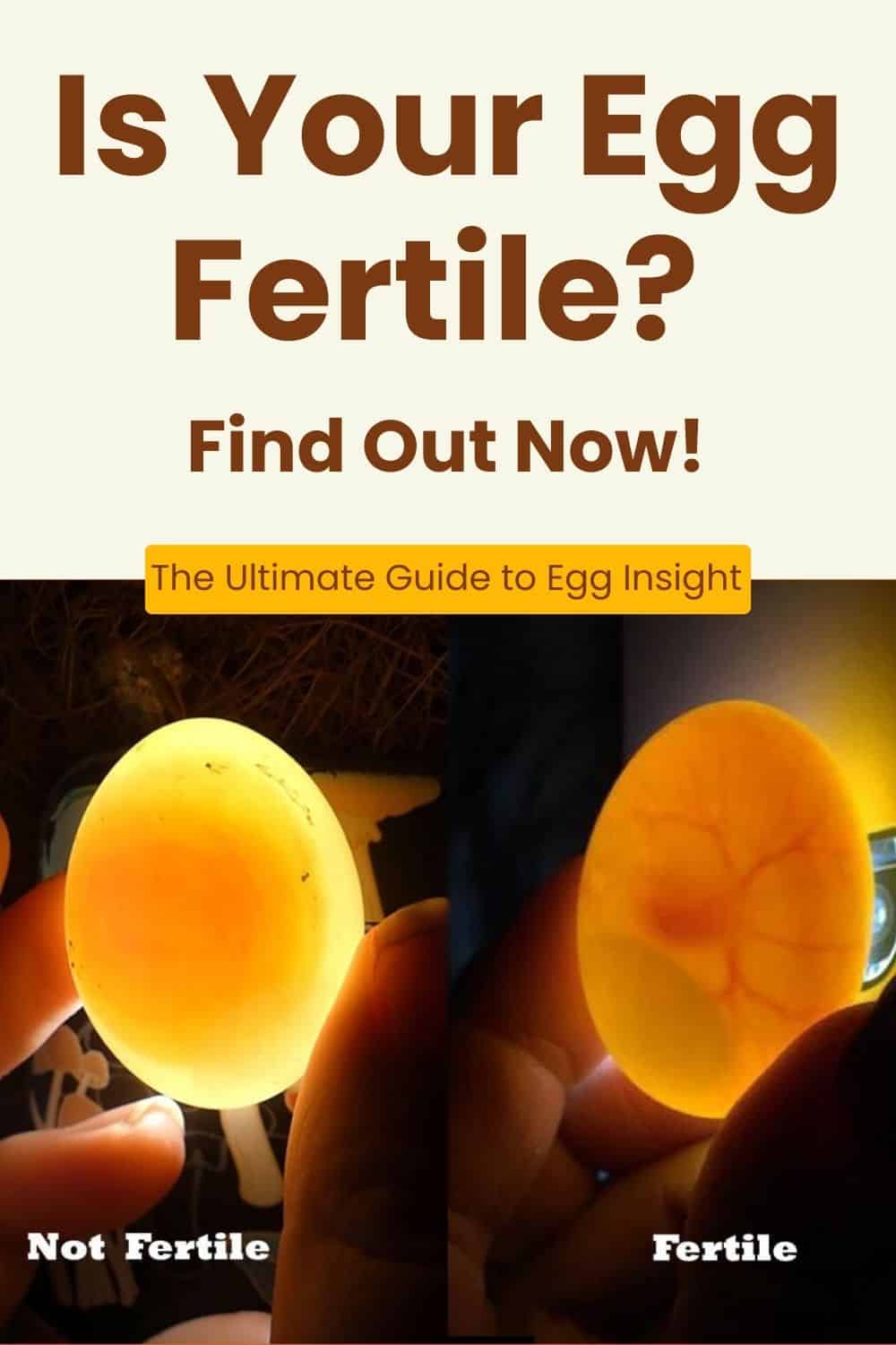fertile egg vs infertile egg