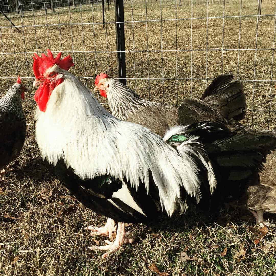 five toed chicken breeds