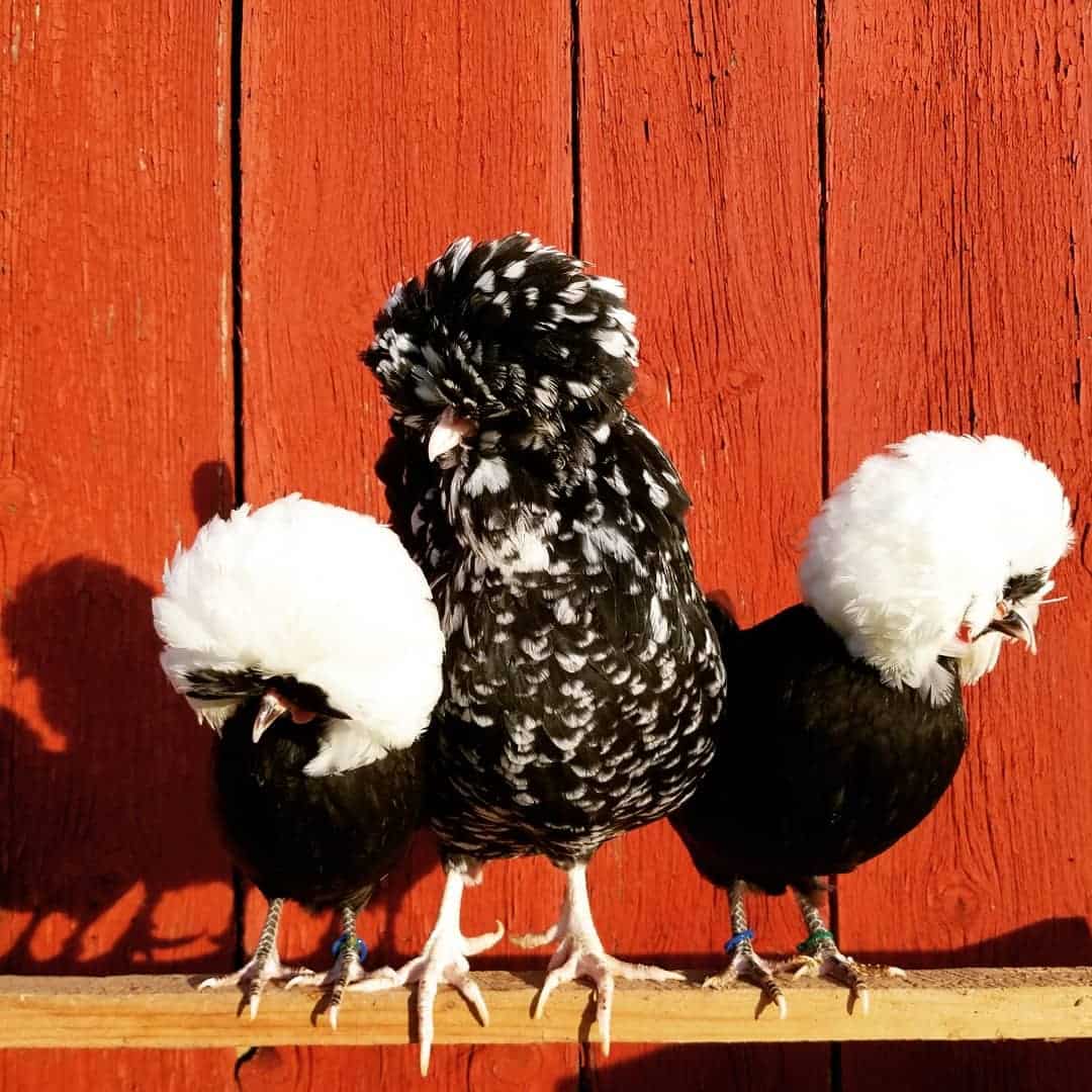five toed chickens