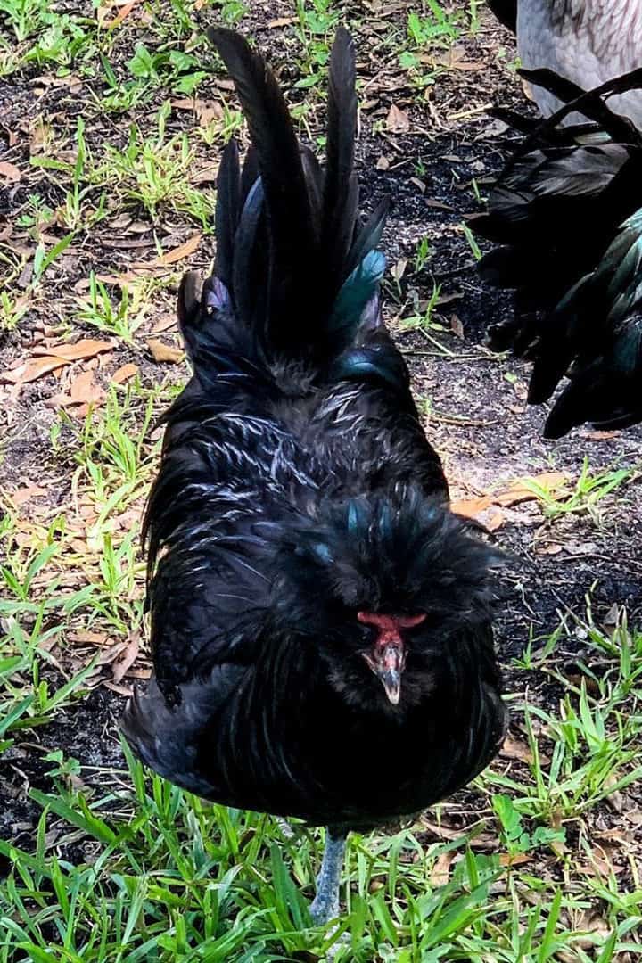 french chicken breeds