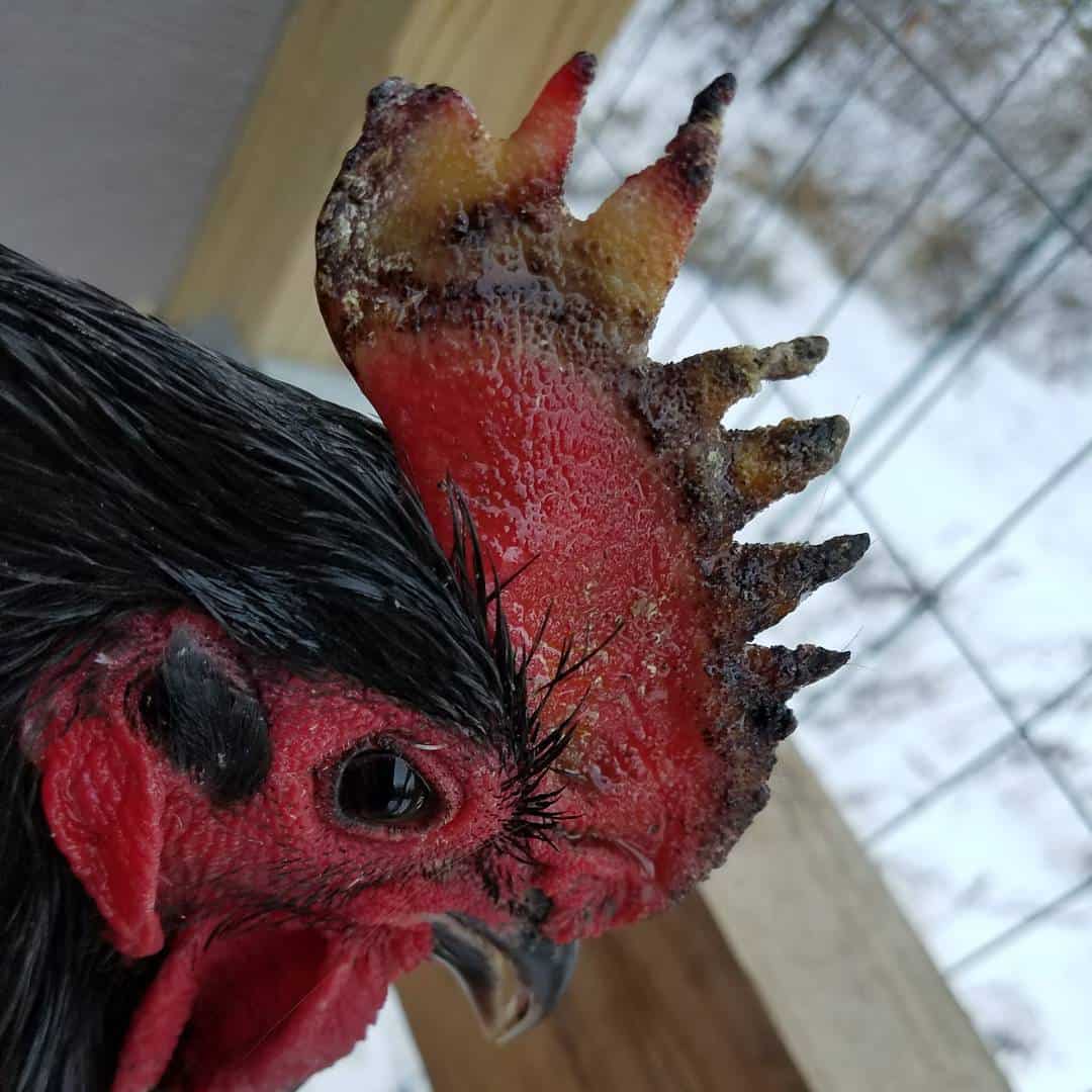 frostbite on chicken comb