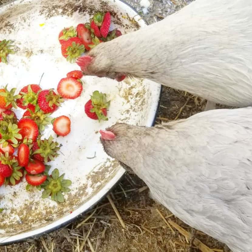 fruit for chickens