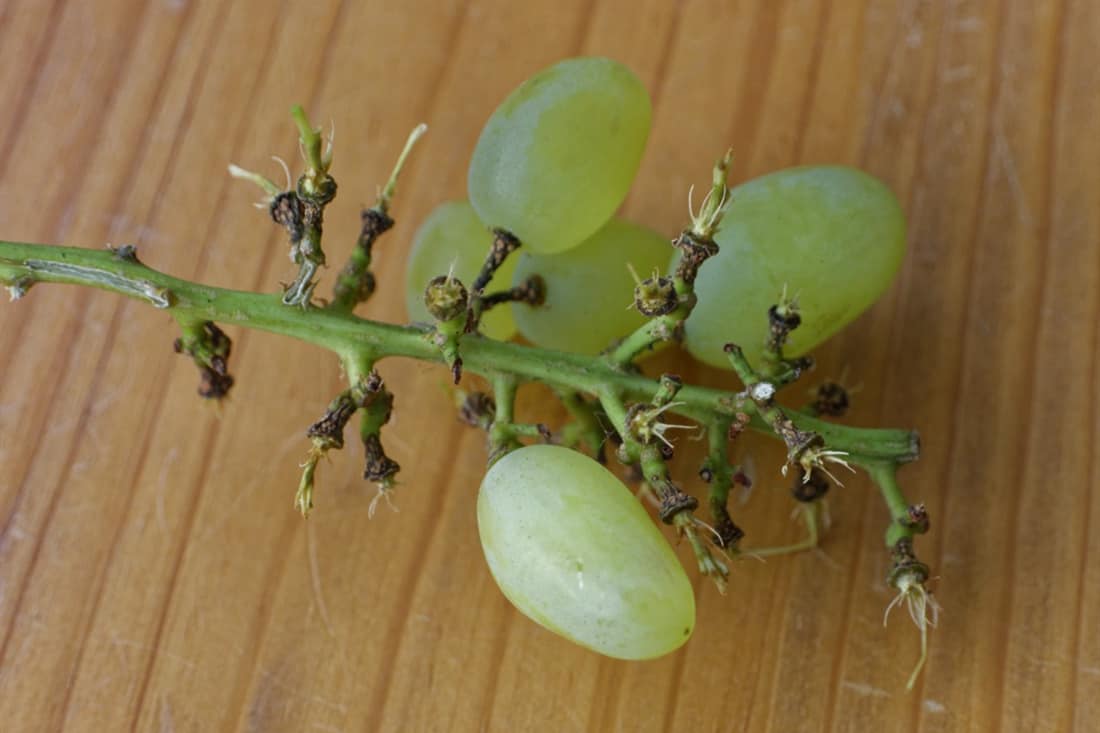 grapes for chickens