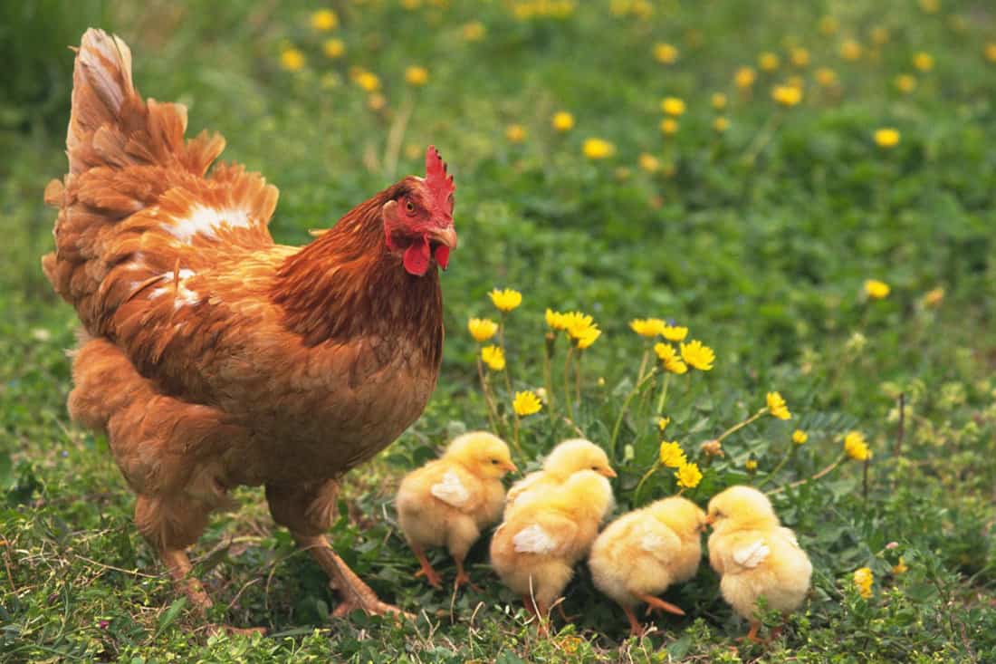 7 Ways To Breed Chickens Like Expert