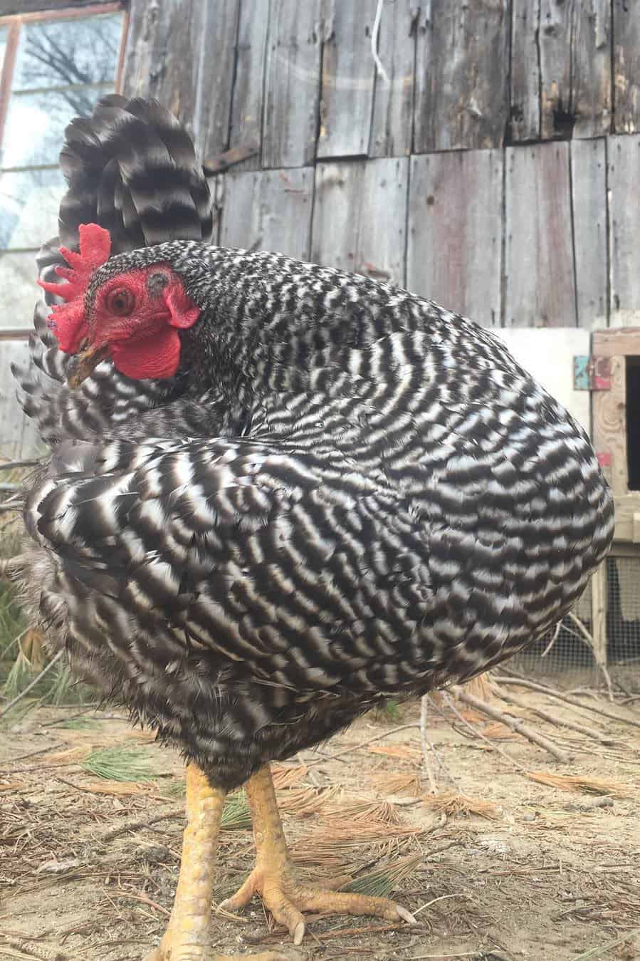 holland chickens for sale