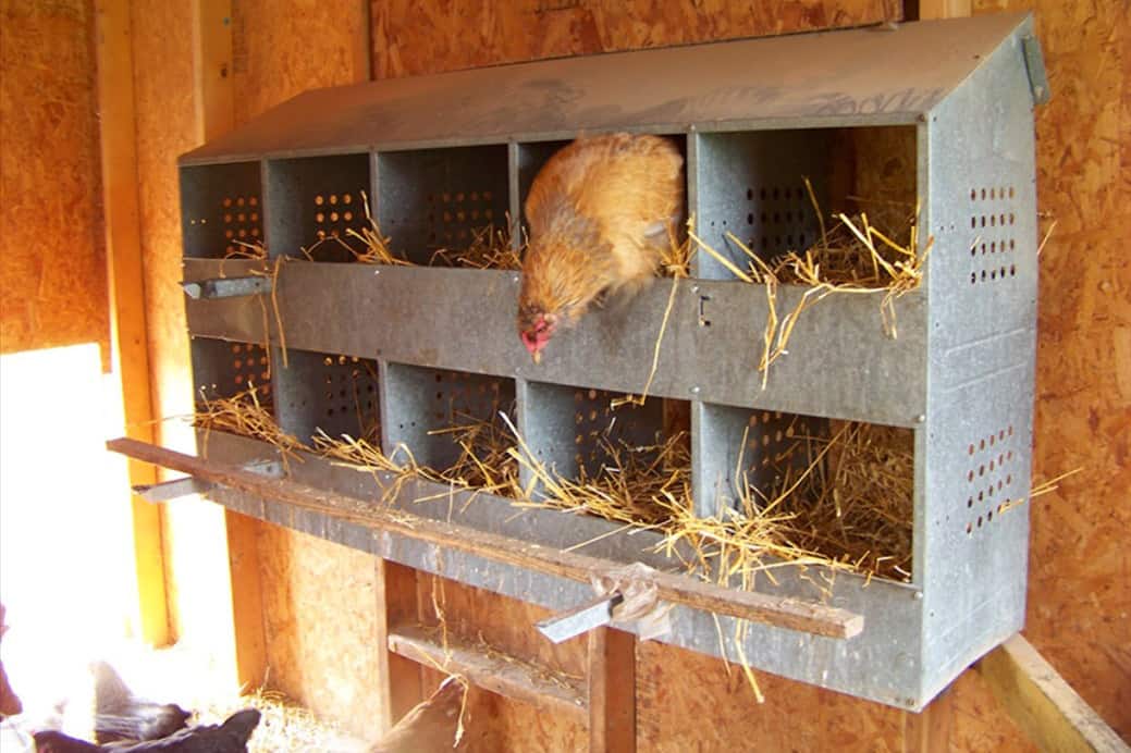 how big should a chickens nesting box be